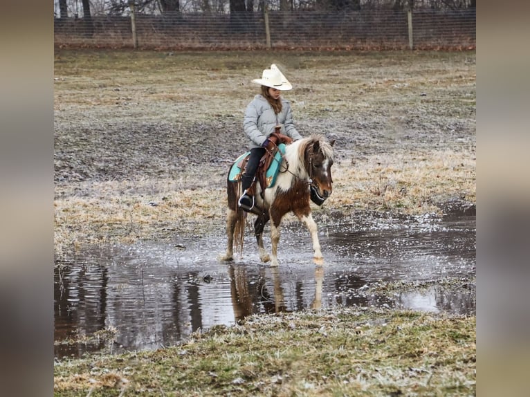 Shetland Ponys Ruin 12 Jaar 102 cm Gevlekt-paard in Howell
