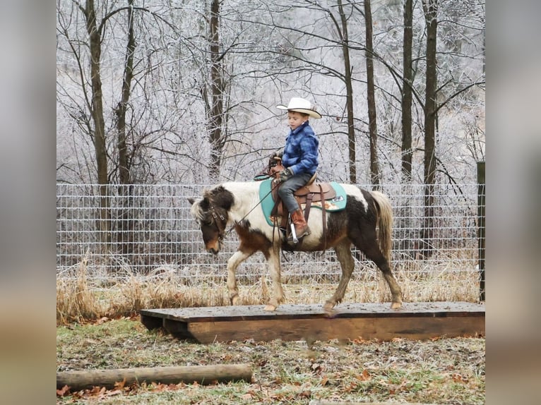 Shetland Ponys Ruin 12 Jaar 102 cm Gevlekt-paard in Howell