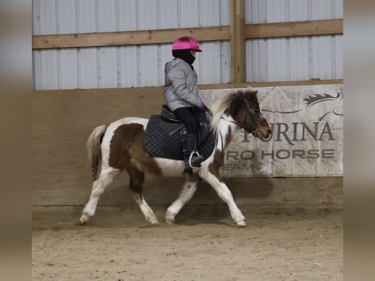 Shetland Ponys Ruin 12 Jaar 102 cm Gevlekt-paard in Howell