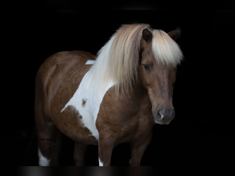 Shetland Ponys Ruin 12 Jaar 102 cm Gevlekt-paard in Clover