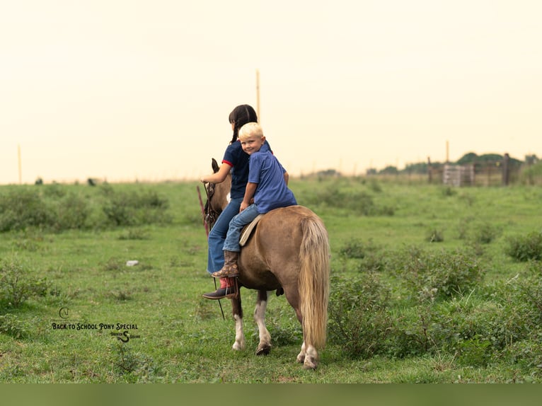 Shetland Ponys Ruin 12 Jaar 102 cm Gevlekt-paard in Clover