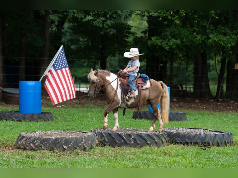 Shetland Ponys Ruin 12 Jaar 102 cm Gevlekt-paard in Clover