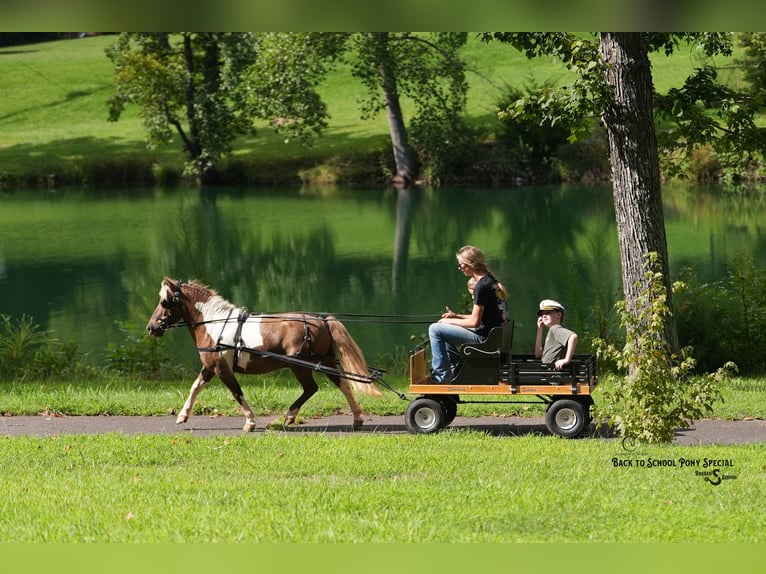 Shetland Ponys Ruin 12 Jaar 102 cm Gevlekt-paard in Clover
