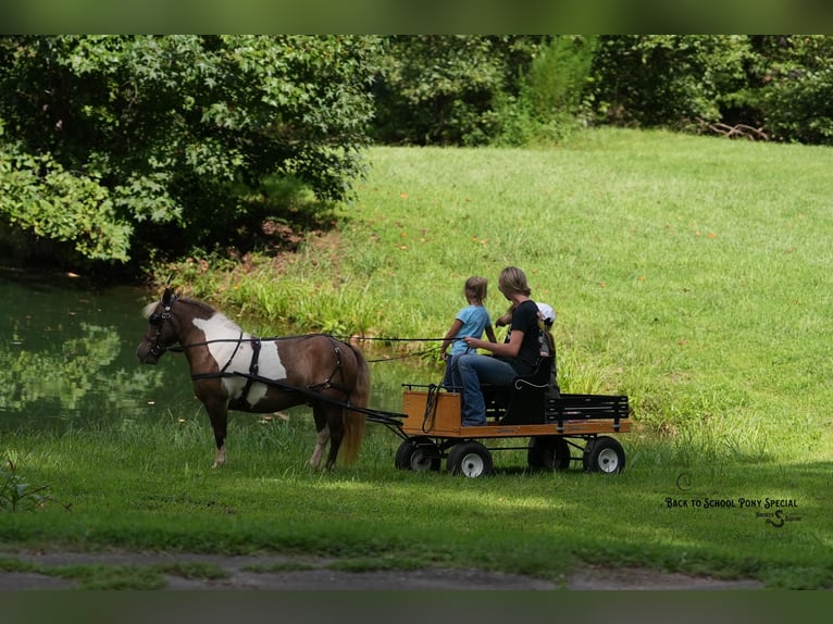 Shetland Ponys Ruin 12 Jaar 102 cm Gevlekt-paard in Clover