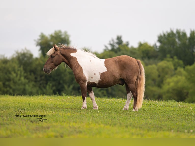 Shetland Ponys Ruin 12 Jaar 102 cm Gevlekt-paard in Clover