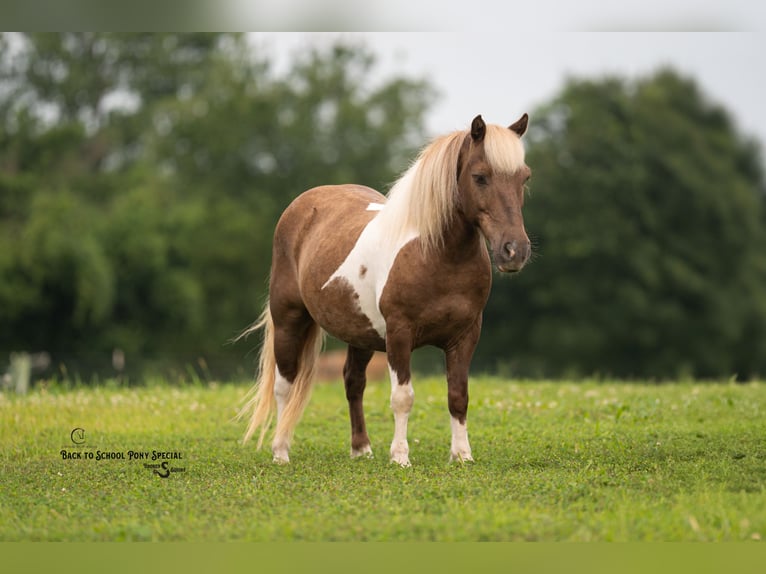 Shetland Ponys Ruin 12 Jaar 102 cm Gevlekt-paard in Clover