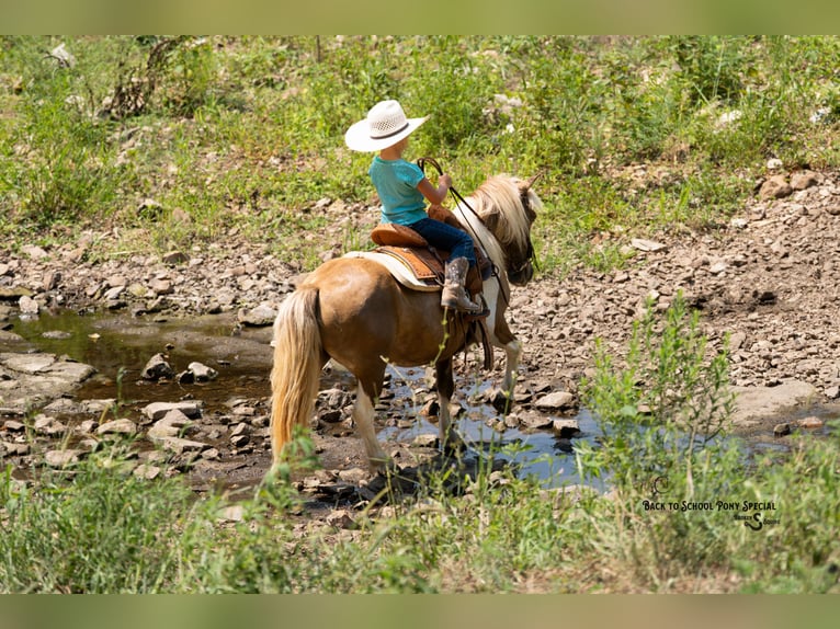 Shetland Ponys Ruin 12 Jaar 102 cm Gevlekt-paard in Clover