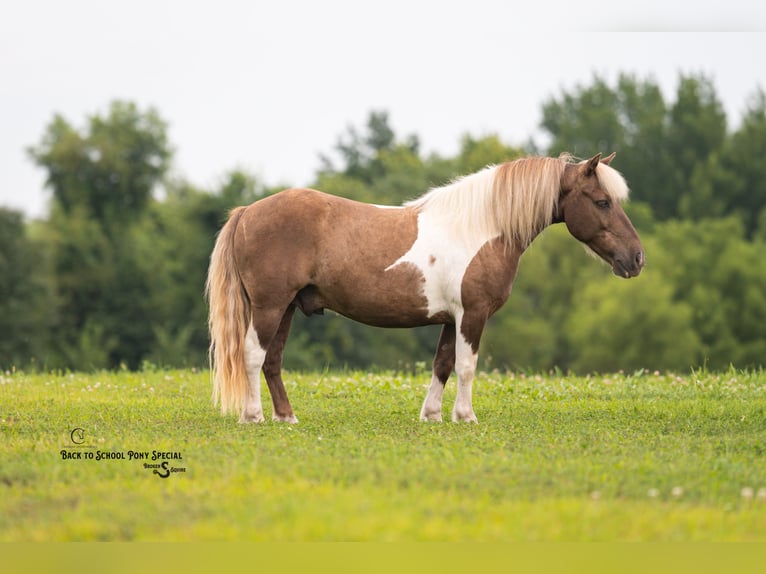 Shetland Ponys Ruin 12 Jaar 102 cm Gevlekt-paard in Clover