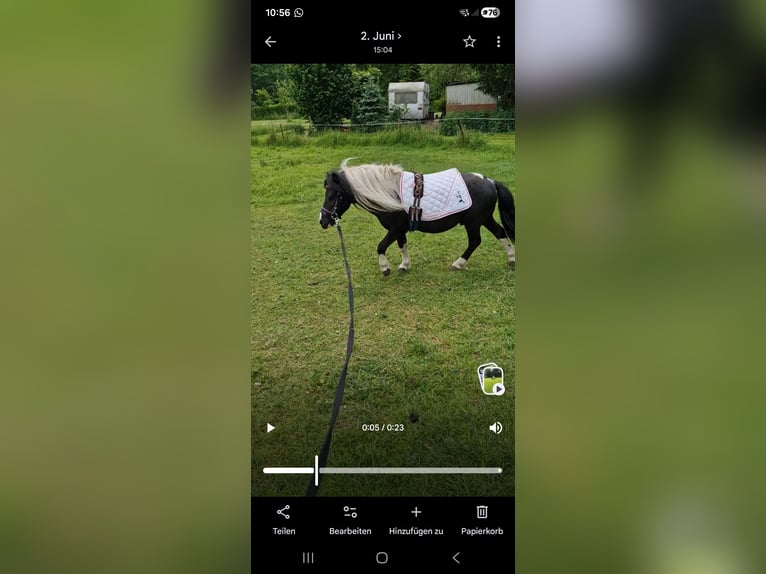 Shetland Ponys Mix Ruin 12 Jaar 105 cm Gevlekt-paard in Westerstede