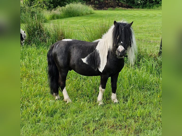 Shetland Ponys Mix Ruin 12 Jaar 105 cm Gevlekt-paard in Westerstede