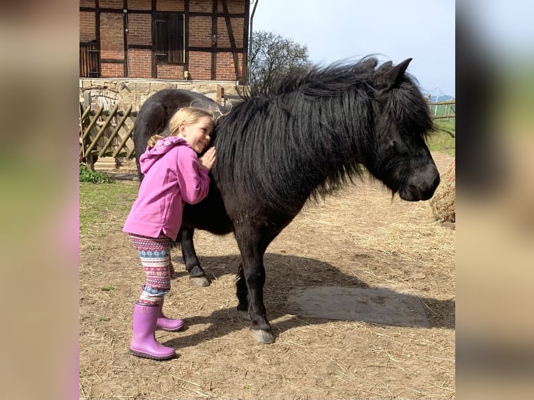 Shetland Ponys Ruin 12 Jaar 108 cm Zwart in Volkmarsen