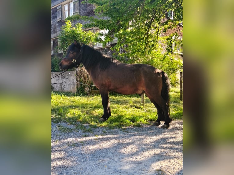 Shetland Ponys Ruin 12 Jaar 110 cm Bruin in Bezau