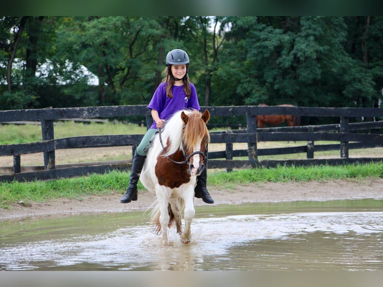 Shetland Ponys Ruin 12 Jaar 122 cm Donkere-vos in Highland MI