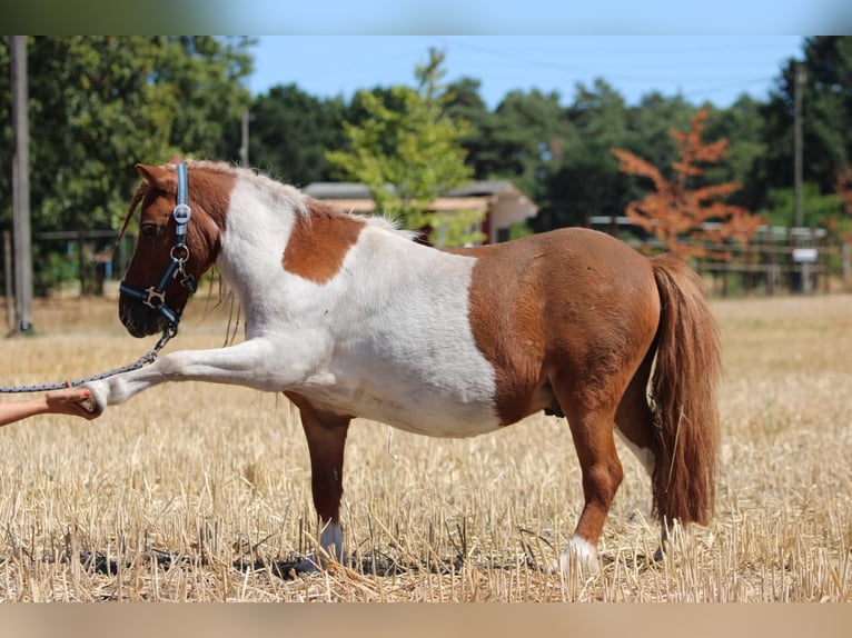 Shetland Ponys Ruin 12 Jaar 90 cm Gevlekt-paard in Rees