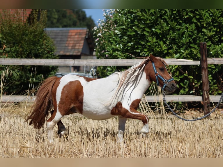 Shetland Ponys Ruin 12 Jaar 90 cm Gevlekt-paard in Rees