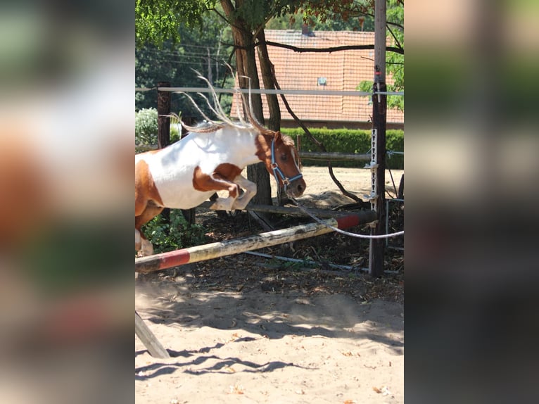 Shetland Ponys Ruin 12 Jaar 90 cm Gevlekt-paard in Rees
