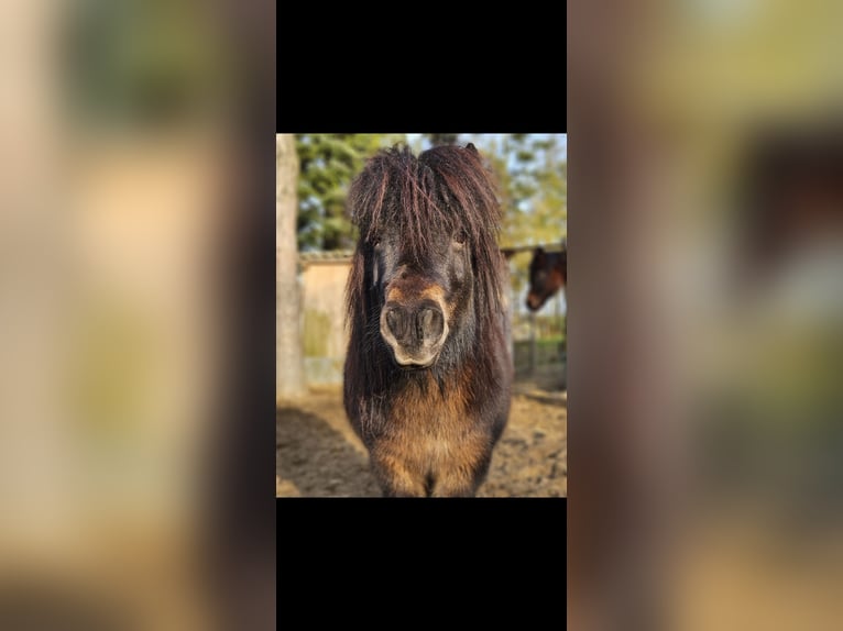 Shetland Ponys Mix Ruin 12 Jaar 92 cm Bruin in Dauer
