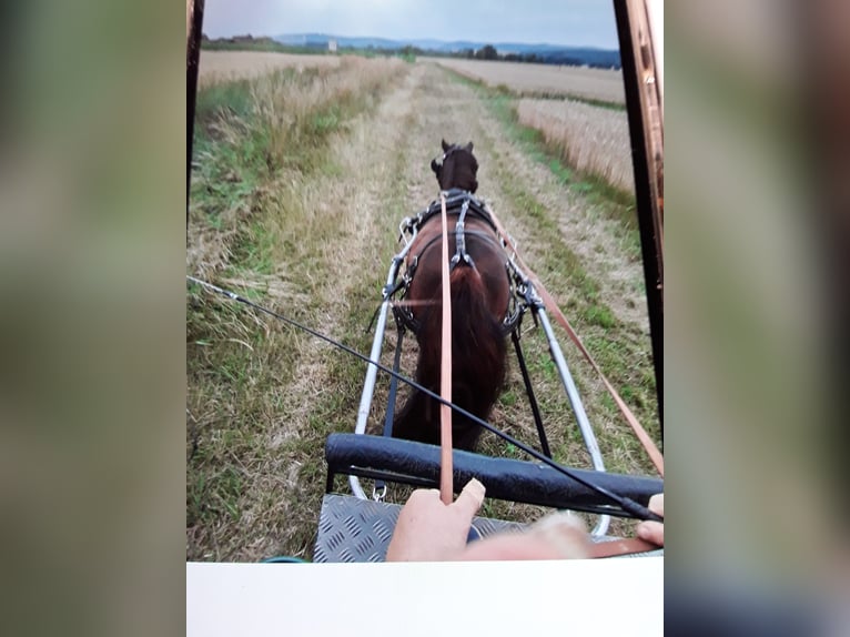 Shetland Ponys Ruin 13 Jaar 100 cm Donkerbruin in Babenhausen