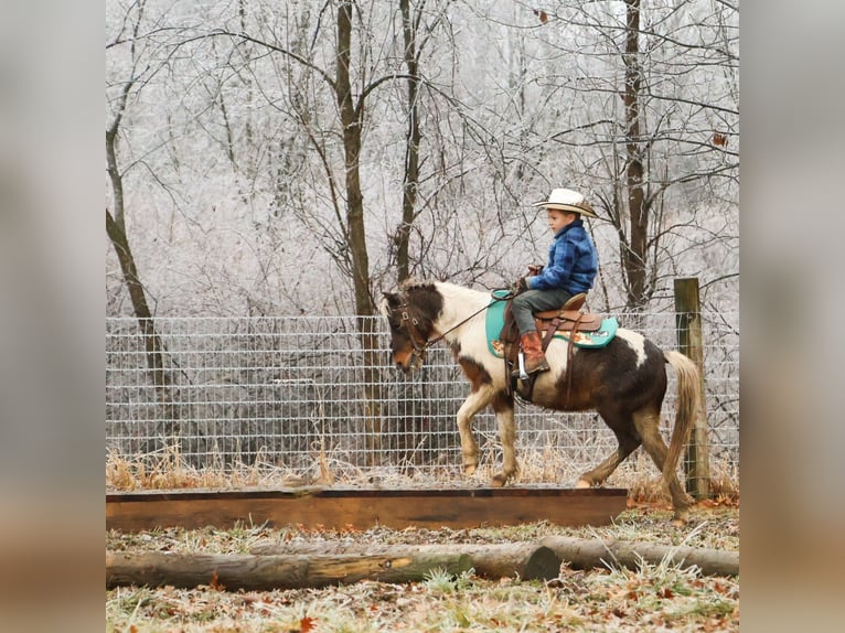 Shetland Ponys Ruin 13 Jaar 102 cm Gevlekt-paard in Howell