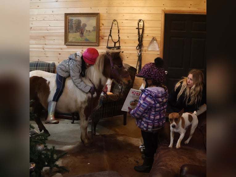 Shetland Ponys Ruin 13 Jaar 102 cm Gevlekt-paard in Howell