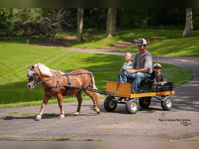 Shetland Ponys Ruin 13 Jaar 102 cm Palomino in Clover