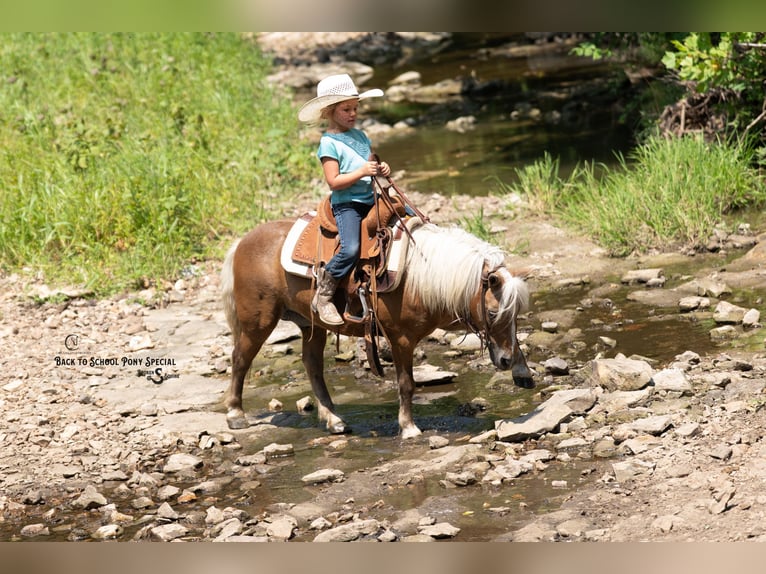 Shetland Ponys Ruin 13 Jaar 102 cm Palomino in Clover
