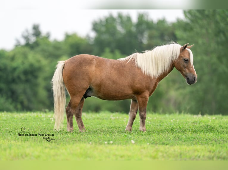 Shetland Ponys Ruin 13 Jaar 102 cm Palomino in Clover
