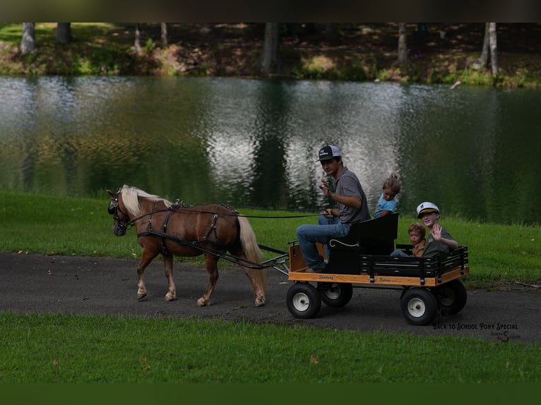 Shetland Ponys Ruin 13 Jaar 102 cm Palomino in Clover