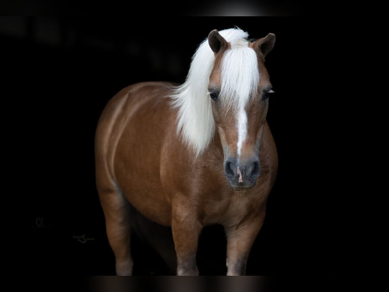 Shetland Ponys Ruin 13 Jaar 102 cm Palomino in Clover