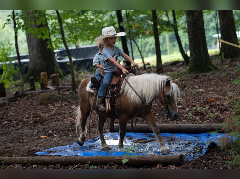 Shetland Ponys Ruin 13 Jaar 102 cm Palomino in Clover