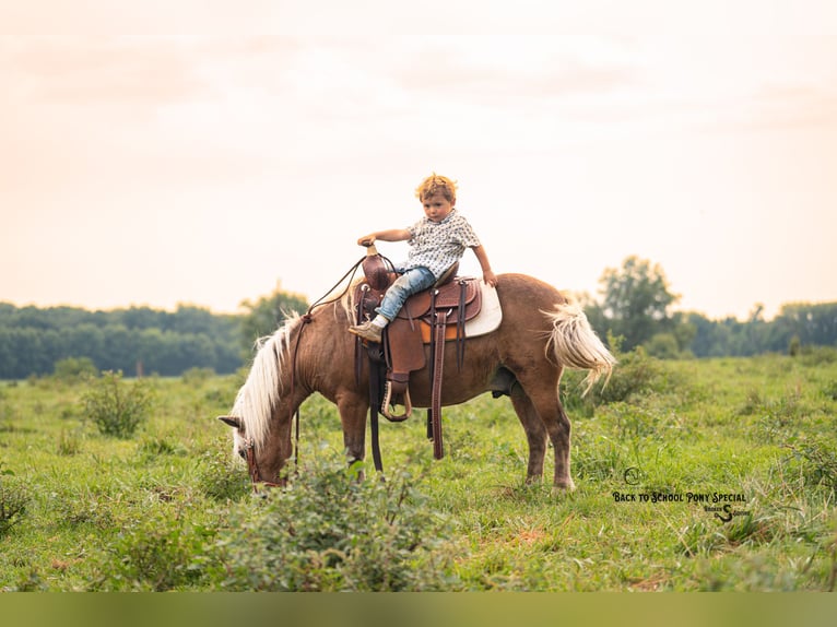 Shetland Ponys Ruin 13 Jaar 102 cm Palomino in Clover