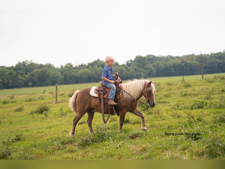 Shetland Ponys Ruin 13 Jaar 102 cm Palomino in Clover