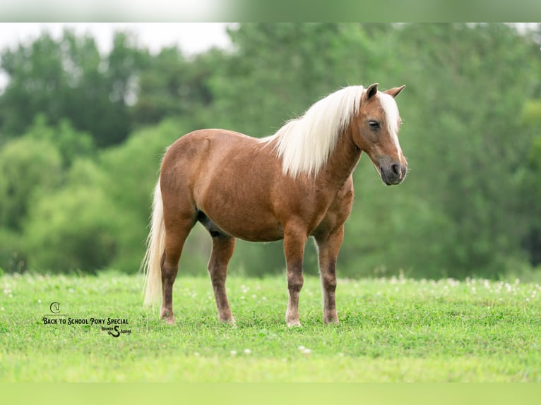 Shetland Ponys Ruin 13 Jaar 102 cm Palomino in Clover