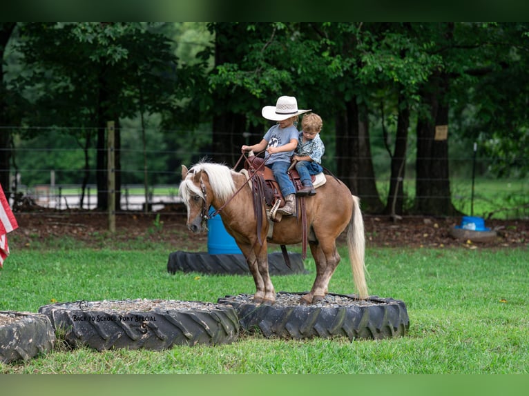 Shetland Ponys Ruin 13 Jaar 102 cm Palomino in Clover
