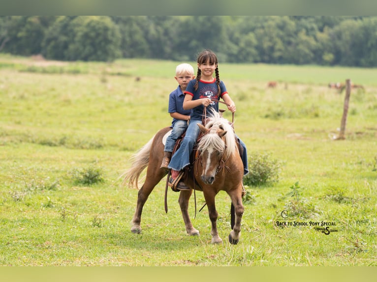 Shetland Ponys Ruin 13 Jaar 102 cm Palomino in Clover