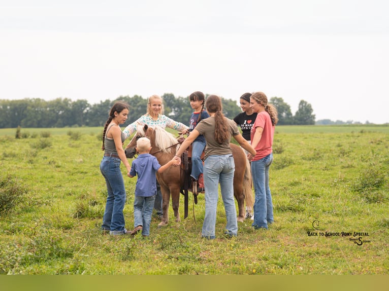 Shetland Ponys Ruin 13 Jaar 102 cm Palomino in Clover