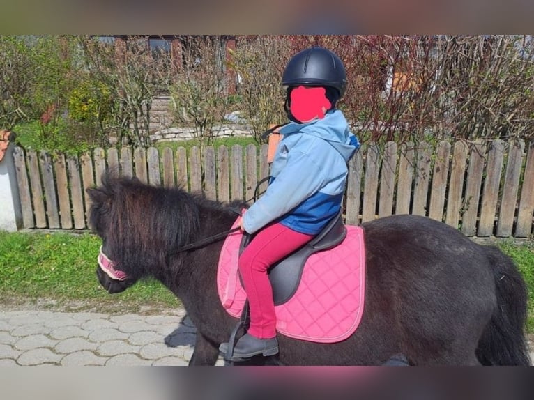 Shetland Ponys Ruin 13 Jaar 103 cm Zwart in Kröning