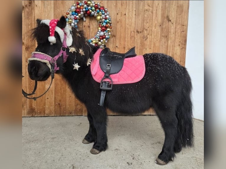 Shetland Ponys Ruin 13 Jaar 103 cm Zwart in Kröning