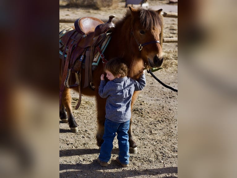 Shetland Ponys Mix Ruin 13 Jaar 109 cm Roodbruin in Fort Collins