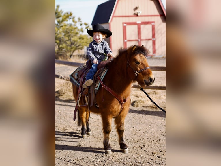 Shetland Ponys Mix Ruin 13 Jaar 109 cm Roodbruin in Fort Collins