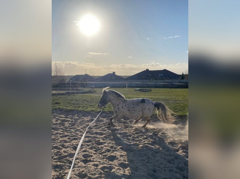 Shetland Ponys Ruin 13 Jaar 110 cm Appaloosa in Garby