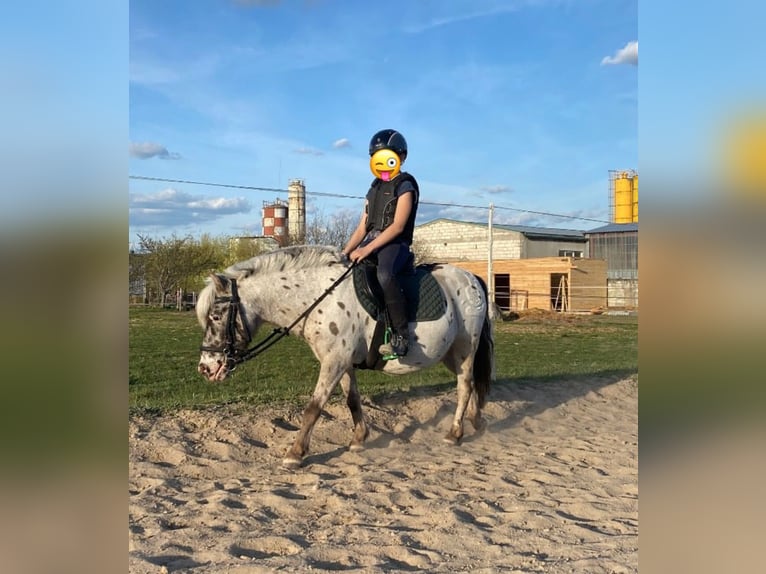 Shetland Ponys Ruin 13 Jaar 110 cm Appaloosa in Garby