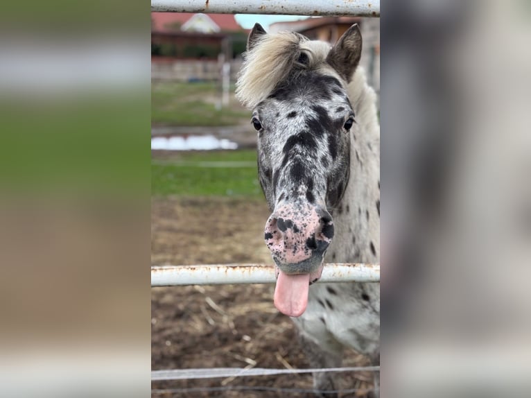 Shetland Ponys Ruin 13 Jaar 110 cm Appaloosa in Garby