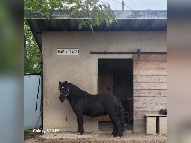 Shetland Ponys Ruin 13 Jaar 110 cm Zwart in Boppard