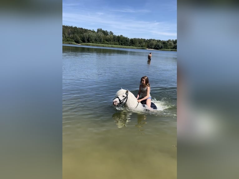 Shetland Ponys Ruin 14 Jaar 103 cm Schimmel in Mettingen