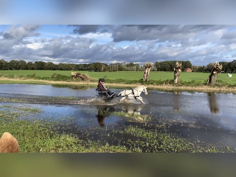 Shetland Ponys Ruin 14 Jaar 103 cm Schimmel in Mettingen