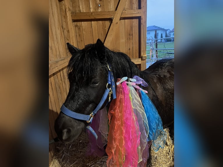 Shetland Ponys Ruin 14 Jaar 108 cm Zwart in Ried