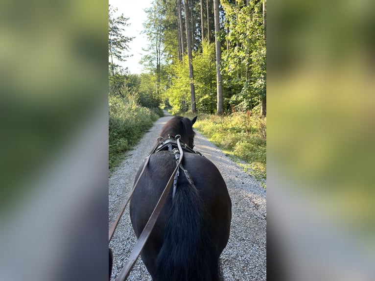 Shetland Ponys Ruin 14 Jaar 108 cm Zwart in Ried
