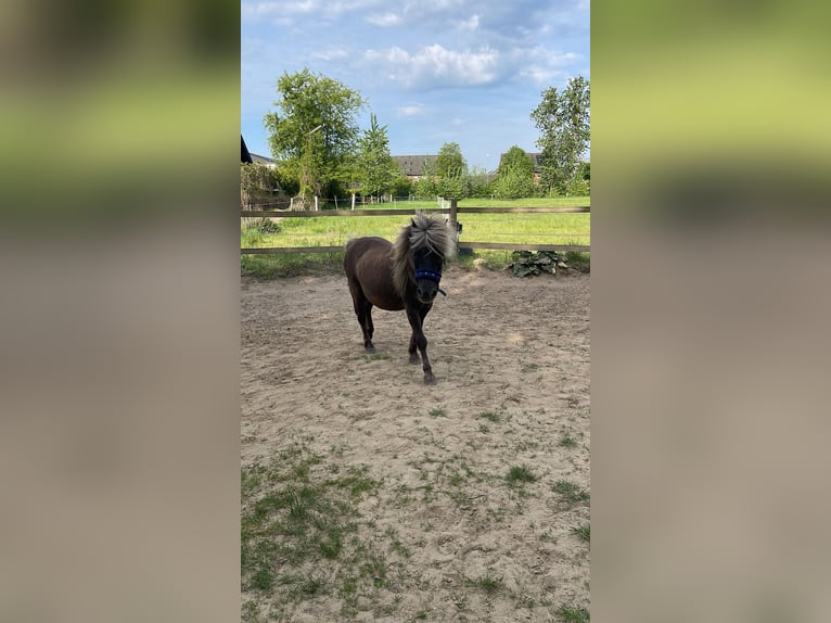 Shetland Ponys Mix Ruin 14 Jaar 110 cm  in Großbeeren