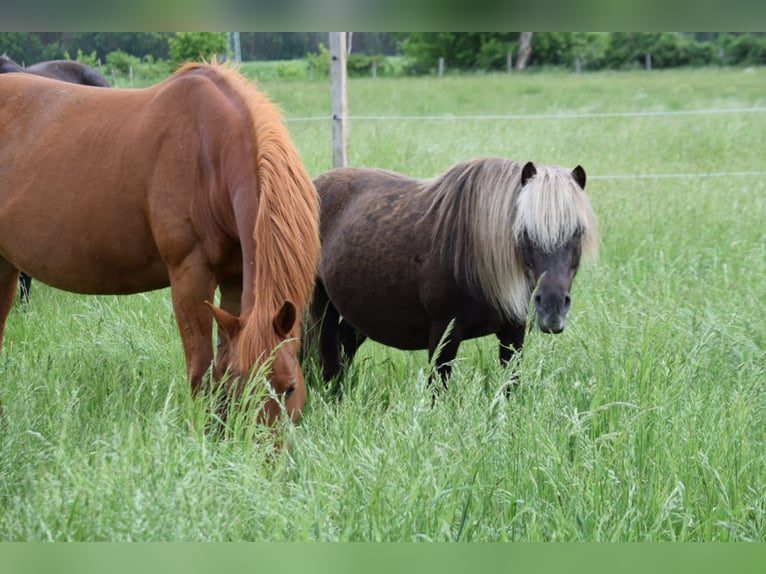 Shetland Ponys Mix Ruin 14 Jaar 110 cm  in Großbeeren